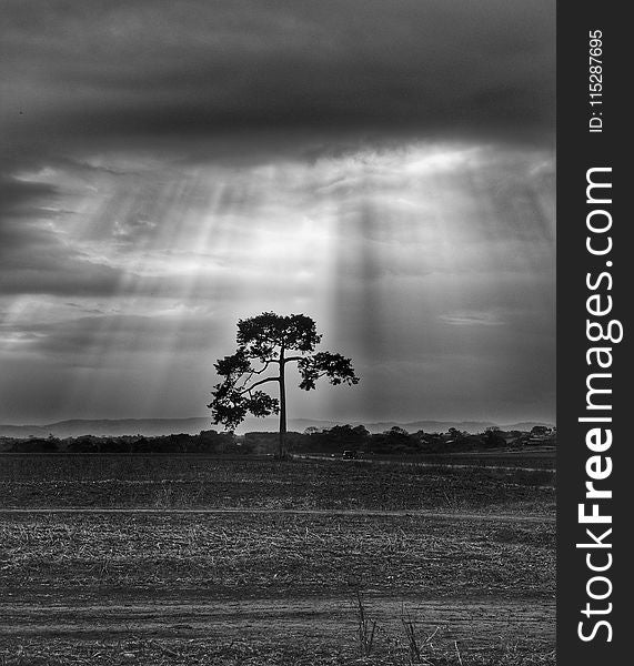 Sky, Black And White, Monochrome Photography, Tree