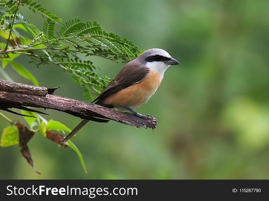 Bird, Beak, Fauna, Branch