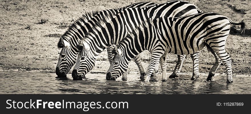 Wildlife, Zebra, Black And White, Terrestrial Animal
