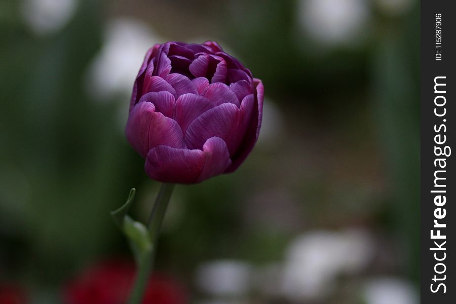 Flower, Plant, Bud, Close Up