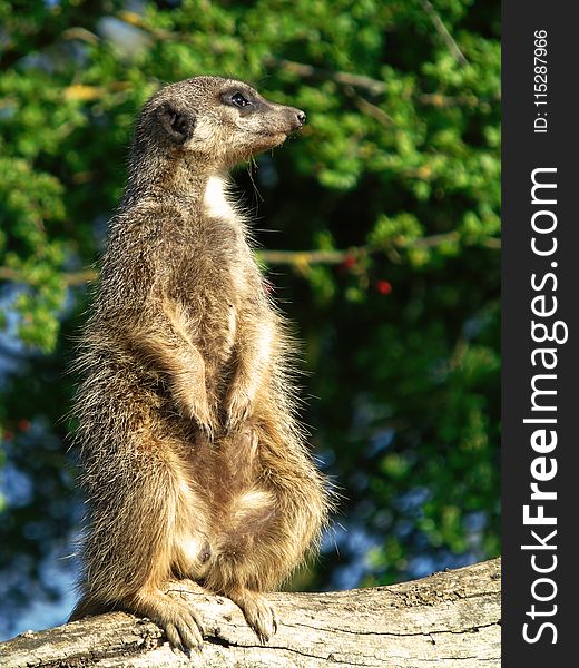 Meerkat, Mammal, Fauna, Terrestrial Animal