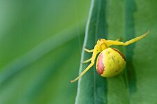 Spider With Yellow And Orange Body Royalty Free Stock Photos