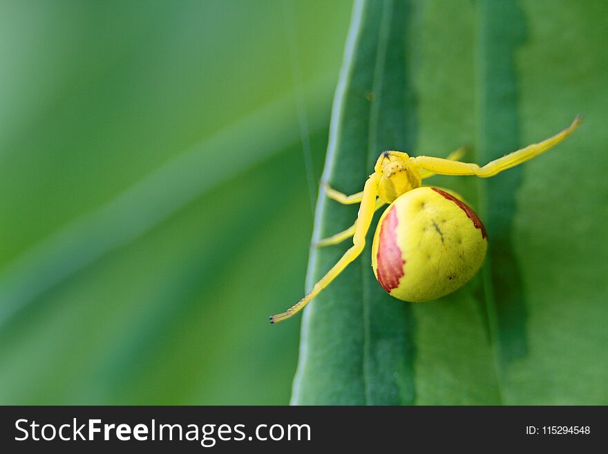 Spider With Yellow And Orange Body