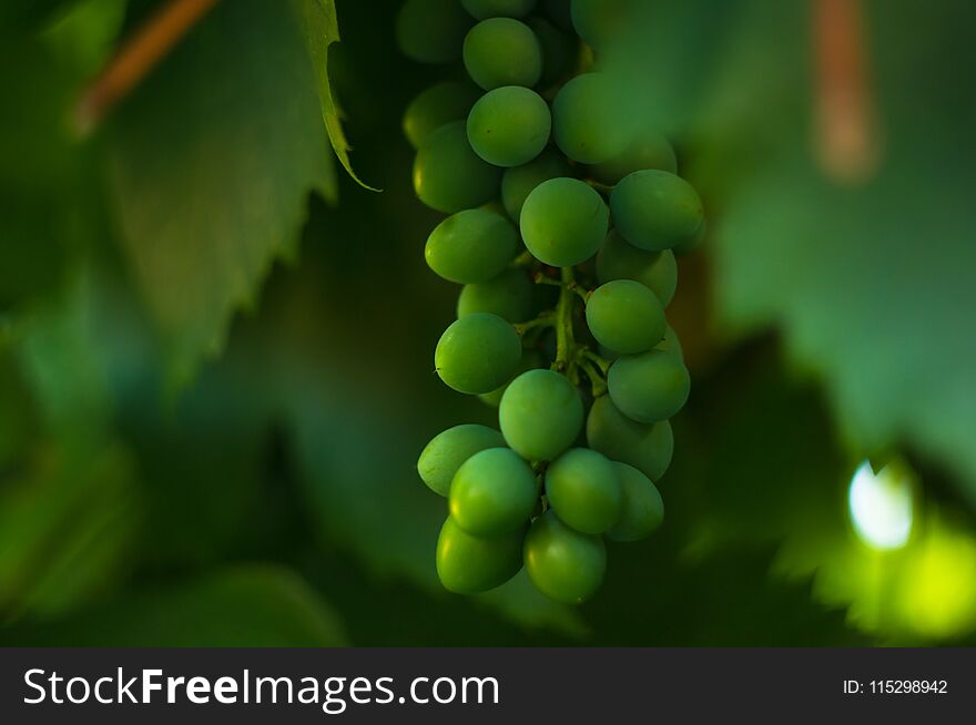 Large grapes cluster amber color and green leaves