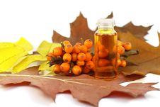 Berries Of Sea-buckthorn Berries And Medical Oil Royalty Free Stock Photography Berries Of Sea-buckthorn Berries And Medical Oil Royalty Free Stock Photography