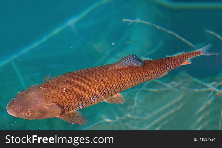 Big fish under water in Plitvice Lakes, Croatia