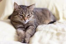 Beautiful Gray Cat Lying On The Bed Stretching His Legs,with Half-closed Eyes Stock Photos