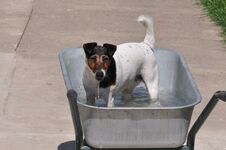 Dog In Water Royalty Free Stock Photography