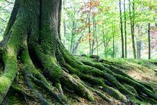 Big Tree Roots In Forest Royalty Free Stock Image