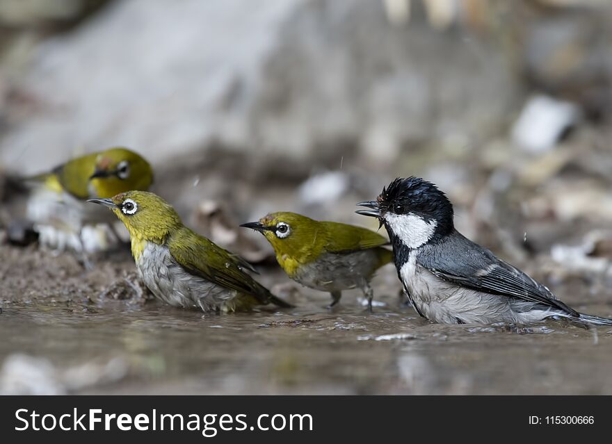 The Cinereous tit