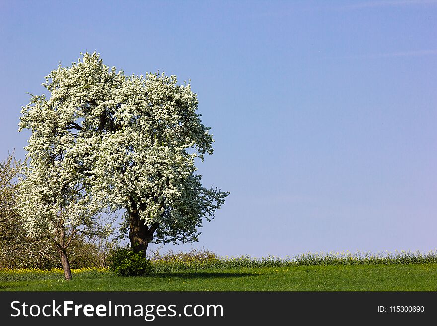 apple tree with blossom on the horizon blue sky sunny springtime apple blossom green lawn day