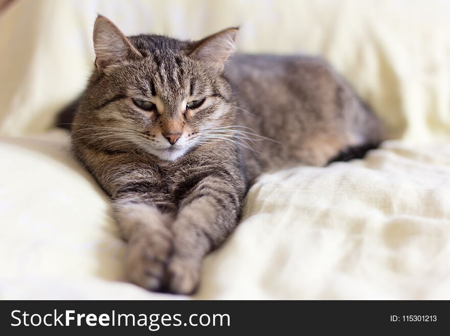 Beautiful gray cat lying on the bed stretching his legs,with half-closed eyes