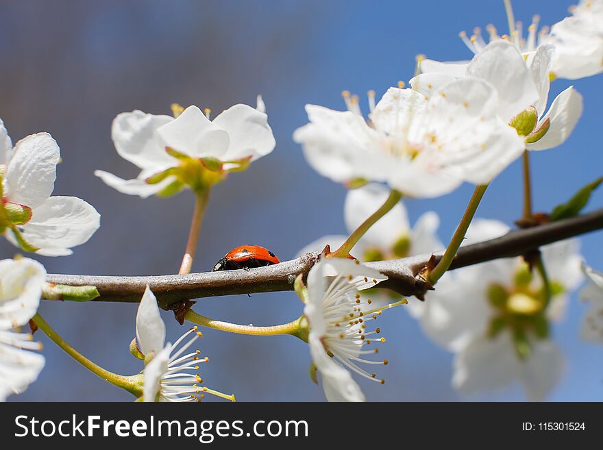 Ladybug on the branches of a blossoming fruit tree. Red Ladybird. Close up