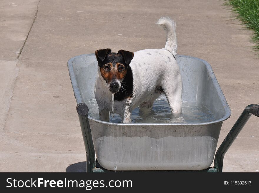 Beautiful dog playing in water in improvised pool. Beautiful dog playing in water in improvised pool
