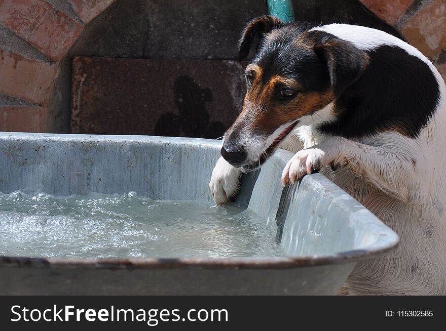 Beautiful dog playing in water in improvised pool. Beautiful dog playing in water in improvised pool