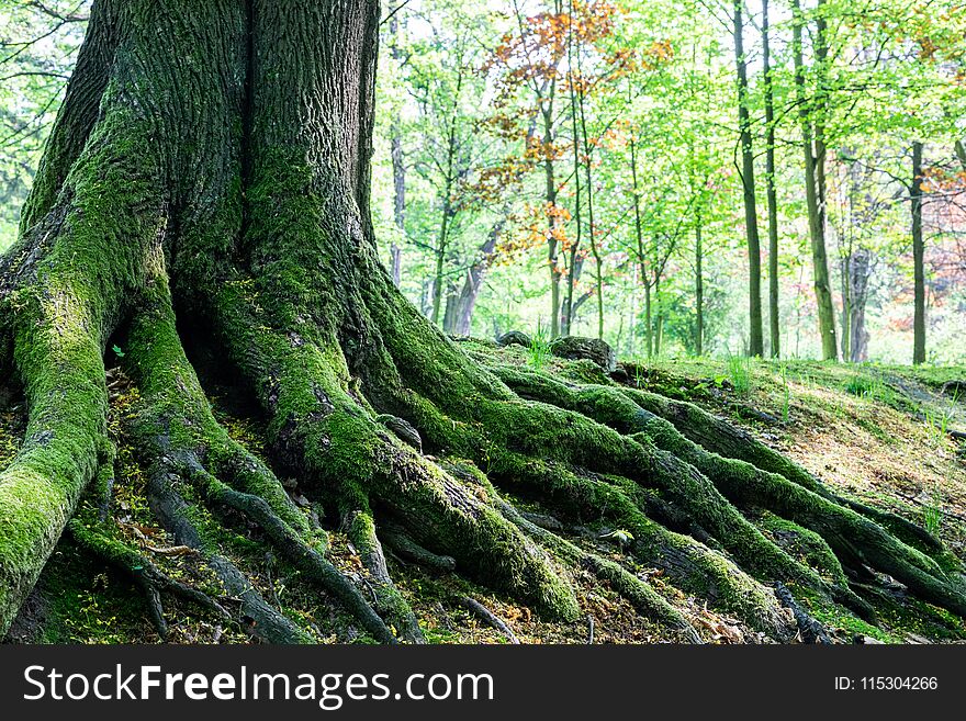 Big tree roots in the forest