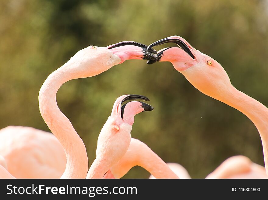 Beautiful pink flamingos kiss. I love flamingos, I love birds. Beautiful pink flamingos kiss. I love flamingos, I love birds