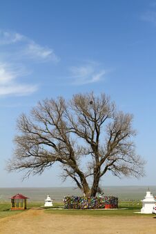 Lone Poplar In The Steppe. Sacred Tree Of Kalmykia, Russia. Royalty Free Stock Photography