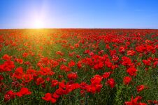 A Field Of Red Poppies To The Very Horizon And A Bright Sun. Stock Photography