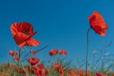 A Field Of Red Poppies To The Very Horizon And A Bright Sun. Royalty Free Stock Image