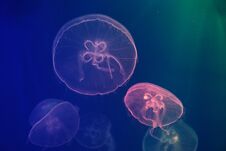 Jellyfish In Neon Light Swimming In Water Royalty Free Stock Images