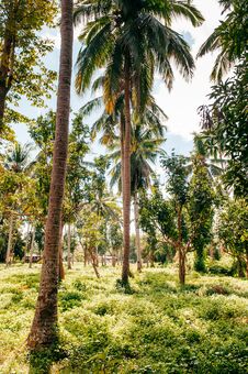 Tropical Coconut Garden In Southeast Asia Country Stock Photography