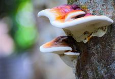 Free Mushroom, Medicinal Mushroom, Fungus, Oyster Mushroom Royalty Free Stock Images - 115316309