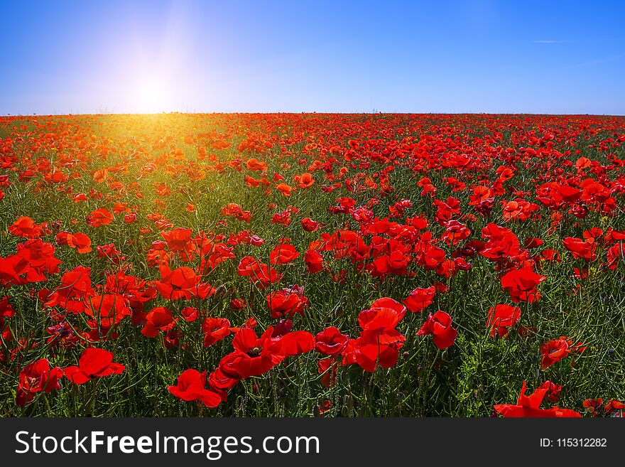 A field of red poppies to the very horizon and a bright sun.