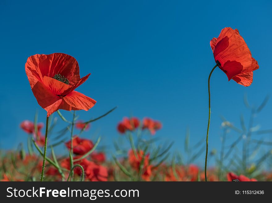 A field of red poppies to the very horizon and a bright sun. A bright sunny day.