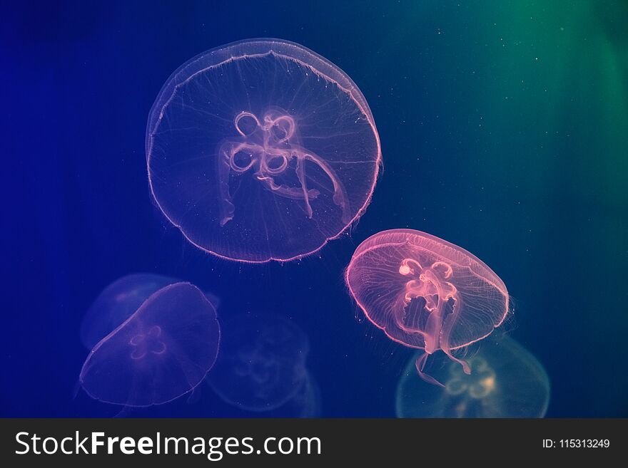 Jellyfish in neon light swimming in water. dark background
