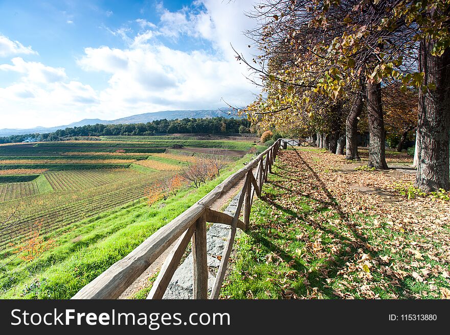 Autumn Landscape Of Vine-yard With Wood And Italian Mountains