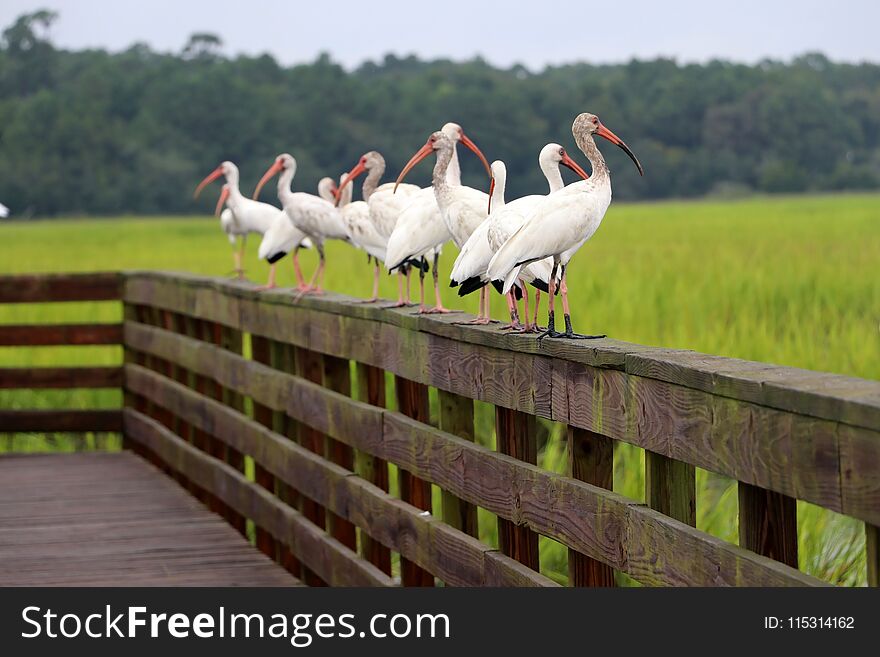 Wildlife scene with a lot of white ibises on a wooden boardwalk boundary at the extensive salted marsh in shallow depth of field. Huntington Beach State Park, Litchfield, South Carolina, USA, Myrtle Beach area. Wildlife scene with a lot of white ibises on a wooden boardwalk boundary at the extensive salted marsh in shallow depth of field. Huntington Beach State Park, Litchfield, South Carolina, USA, Myrtle Beach area.