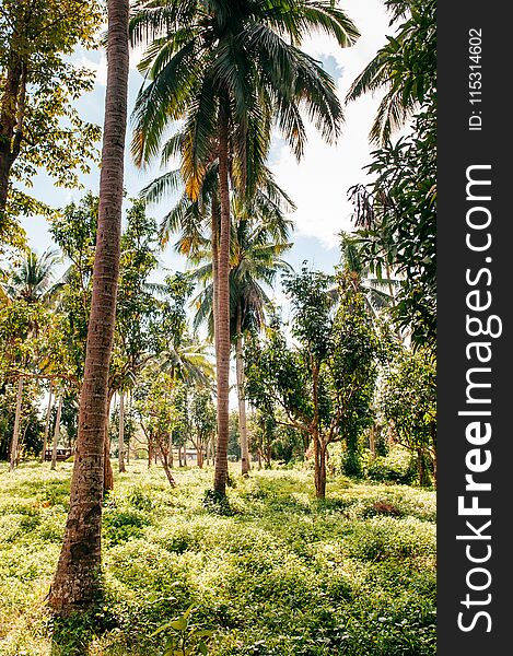 Tropical coconut garden in Southeast Asia country