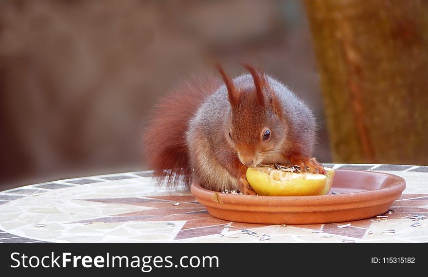 Mammal, Fauna, Domestic Rabbit, Squirrel