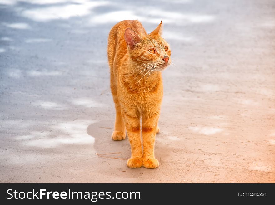 Cat, Small To Medium Sized Cats, Whiskers, Fauna