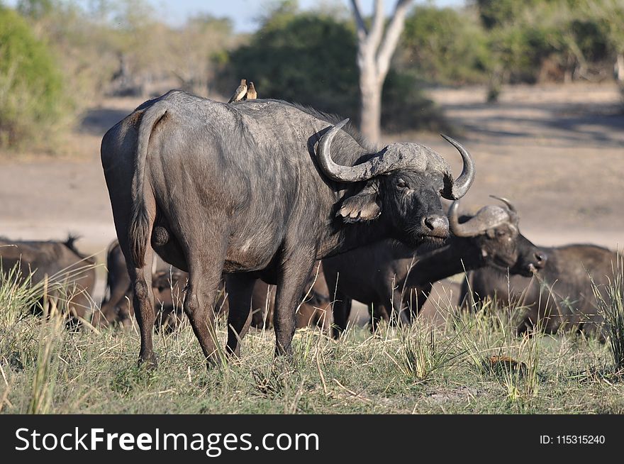 Wildlife, Wildebeest, Terrestrial Animal, Horn