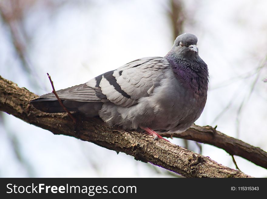 Bird, Pigeons And Doves, Stock Dove, Fauna