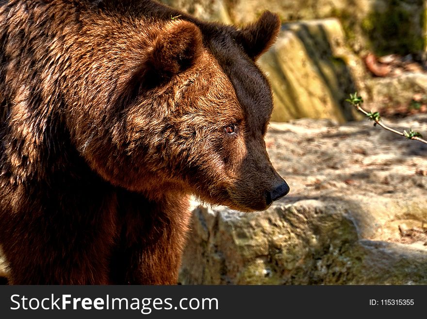 Brown Bear, Grizzly Bear, Mammal, Bear