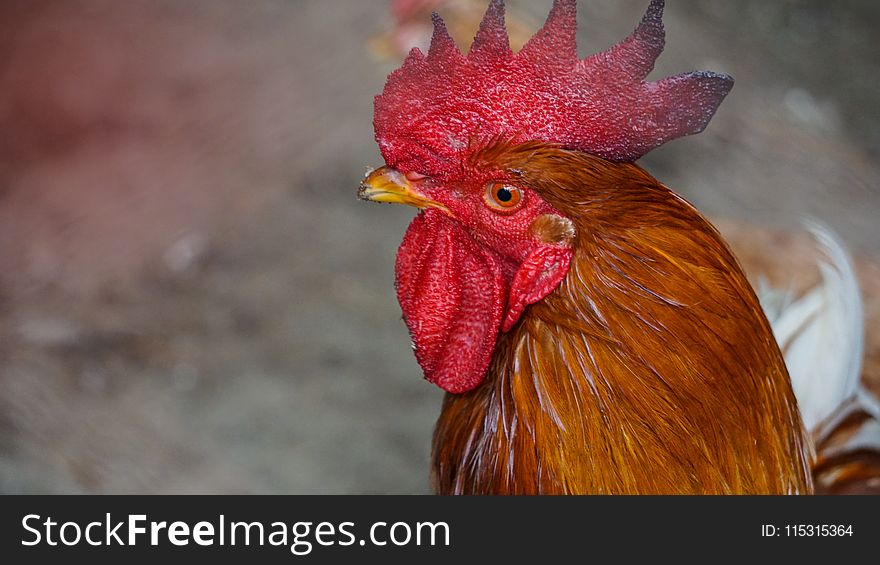 Chicken, Red, Beak, Rooster