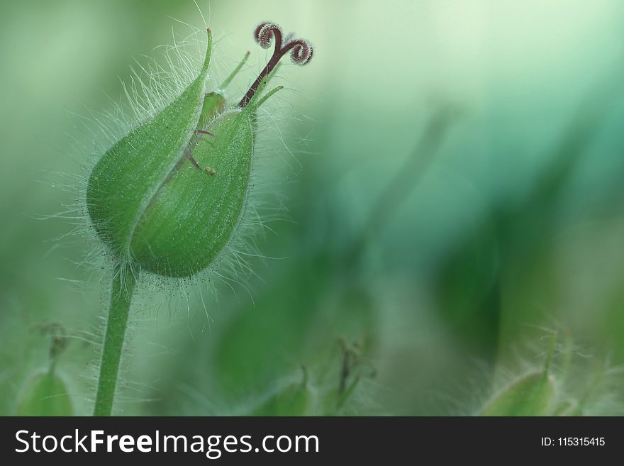Close Up, Macro Photography, Leaf, Plant Stem