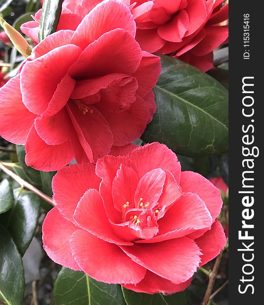 Flower, Plant, Flowering Plant, Japanese Camellia