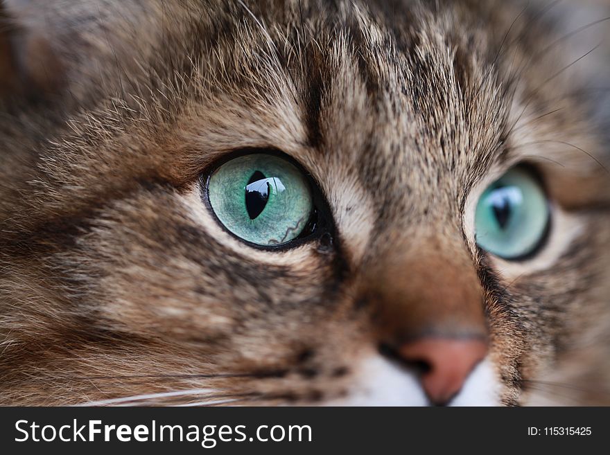 Cat, Whiskers, Eye, Fauna