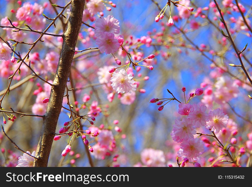 Blossom, Flower, Pink, Branch