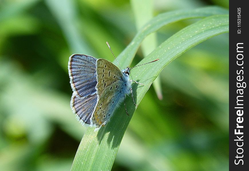 Butterfly, Lycaenid, Insect, Moths And Butterflies