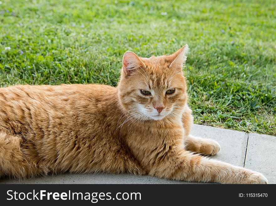 Cat, Whiskers, Small To Medium Sized Cats, Fauna