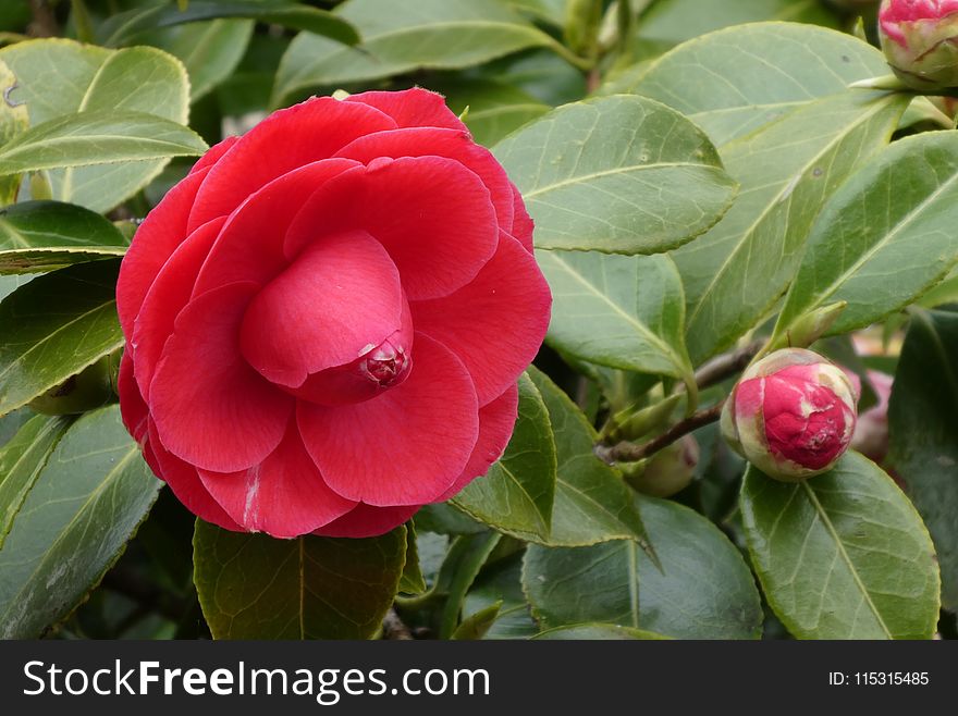 Flower, Plant, Japanese Camellia, Flowering Plant