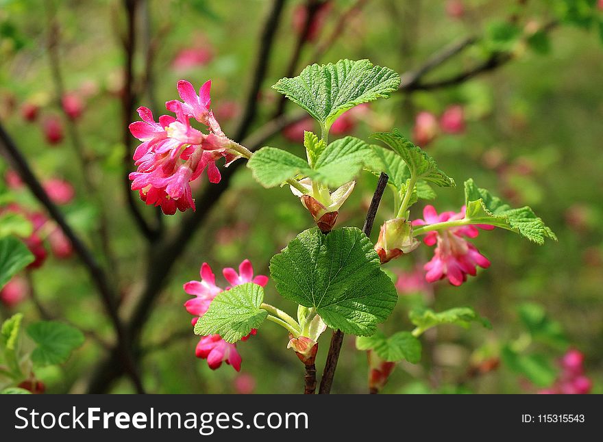 Plant, Flora, Native Raspberry, Salmonberry