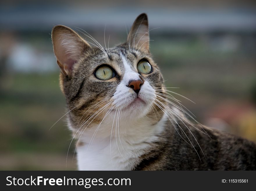 Cat, Whiskers, Fauna, Small To Medium Sized Cats
