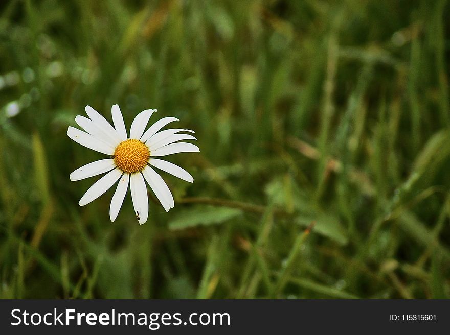Flower, Oxeye Daisy, Chamaemelum Nobile, Flora
