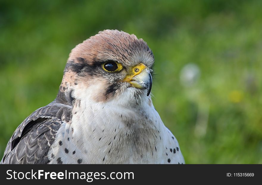 Bird, Beak, Falcon, Fauna